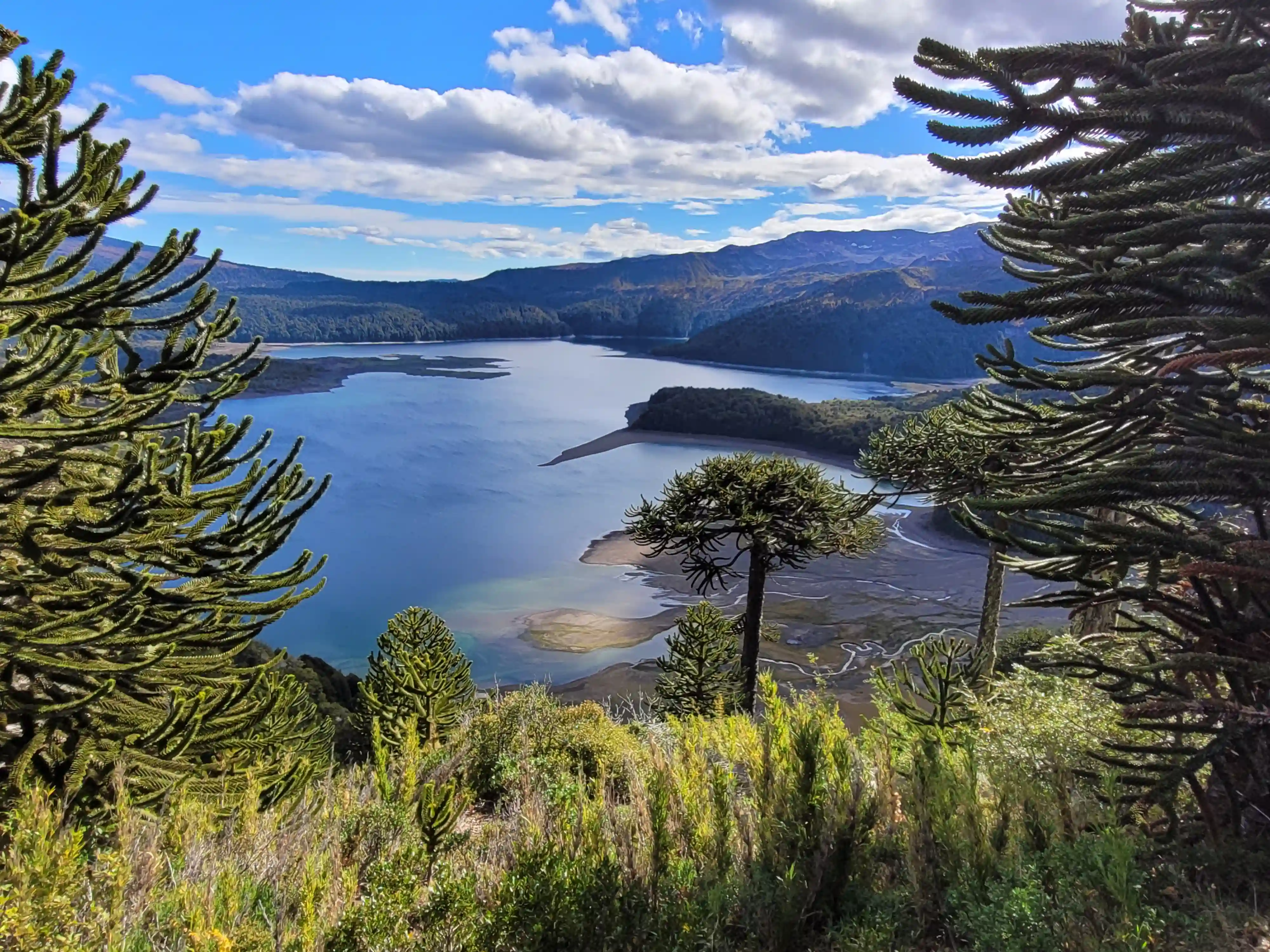 Ancient Araucaria forest and panoramic viewpoint on the Sierra Nevada trail, Conguillío National Park, Chile